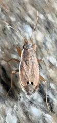 Ischnopeza pallipes