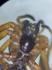 Micrathena acuta