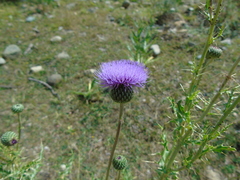 Cirsium tymphaeum