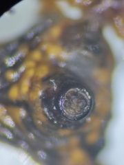Micrathena acuta