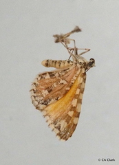 Stamnodes tessellata