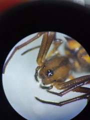 Micrathena acuta