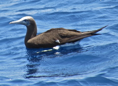 Sula leucogaster brewsteri