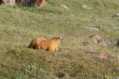 Marmota caudata