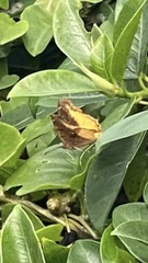 Eurytela dryope