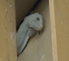 Hemidactylus