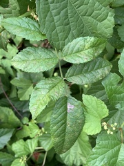 Stigmella rosaefoliella