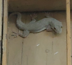 Hemidactylus