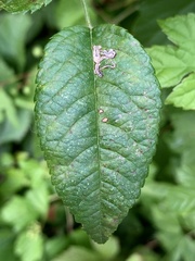 Stigmella rosaefoliella