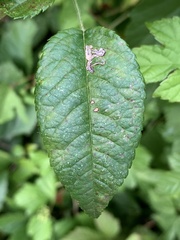 Stigmella rosaefoliella
