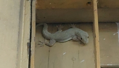 Hemidactylus