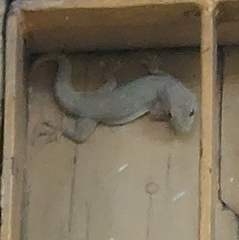 Hemidactylus