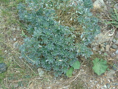 Bornmuellera tymphaea