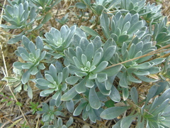 Bornmuellera tymphaea