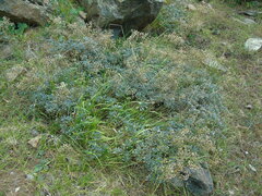 Bornmuellera tymphaea