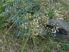 Bornmuellera tymphaea