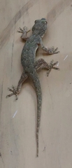 Hemidactylus