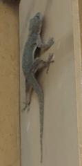 Hemidactylus
