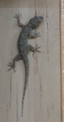 Hemidactylus