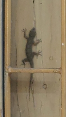 Hemidactylus