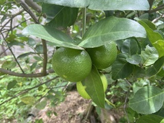 Citrus × aurantiifolia