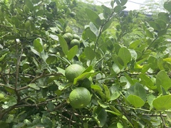 Citrus × aurantiifolia