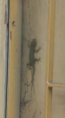 Hemidactylus