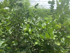 Citrus × aurantiifolia