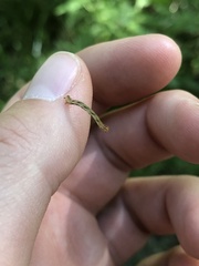 Erannis defoliaria