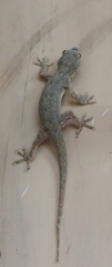 Hemidactylus