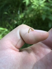 Erannis defoliaria