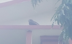 Milvus migrans
