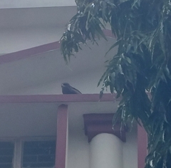 Milvus migrans