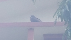 Milvus migrans