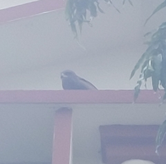 Milvus migrans