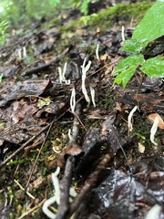 Clavaria acuta
