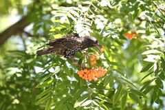 Sturnus vulgaris