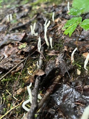 Clavaria acuta