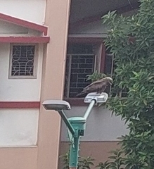 Milvus migrans