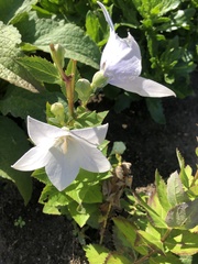 Platycodon