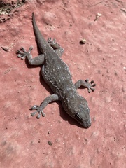 Tarentola gomerensis