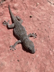 Tarentola gomerensis