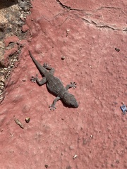Tarentola gomerensis