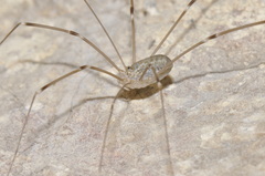 Leiobunum religiosum