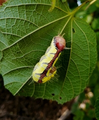 Truncaptera truncata