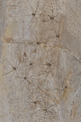 Leiobunum religiosum