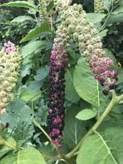 Phytolacca acinosa