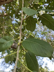 Ficus pringlei