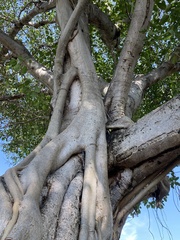 Ficus pringlei