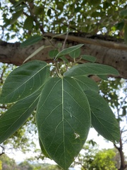 Ficus pringlei